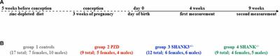 Shank3 Transgenic and Prenatal Zinc-Deficient Autism Mouse Models Show Convergent and Individual Alterations of Brain Structures in MRI